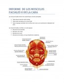 IMFORME DE LOS MUSCULOS FACIALES O DE LA CARA.