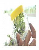 ¿Qué significa in vitro? (del latín in: adentro, vitro: vidrio).Forma de indicar que las plantas o partes de las plantas estudiadas fueron cultivadas dentro de un contenedor de vidrio.