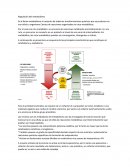 Regulación del metabolismo.