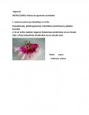 BIOLOGIA-INSTRUCCIONES: Realiza las siguientes actividades