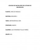 TEMA: OBTENCIÓN DEL ADN.