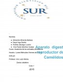 Datos de camelidos sudamericanos.