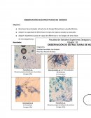 Reporte de hongos