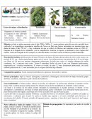 Aguacate (Persea americana.) Centro de origen y distribución