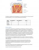 ODONTOLOGIA. Esmalte