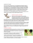 Control de plagas.