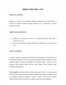 Tema: Diseccion del ave