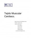 Tejido Muscular Cardiaco.