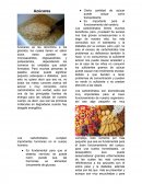 Azúcares y sus beneficios