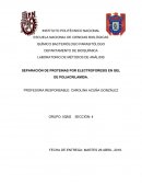 SEPARACIÓN DE PROTEINAS POR ELECTROFORESIS EN GEL DE POLIACRILAMIDA.