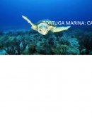 LAS TORTUGAS MARINAS.