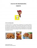 CICLO DE VIDA ORGANIZACIONAL.