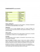 GUAMO MACHETE Inga spectabilis