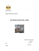 Extracción del ADN El presente informe de análisis experimental
