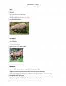 Tema: INFORME DE OVINOS