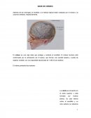 ﻿Base de cráneo. El cráneo presenta dos sectores