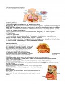GENERALIDADES: Conjunto de órganos encargados de la función respiratoria