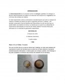 TEMA: DESCOMPOSICION DE LA MATERIA