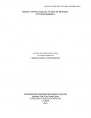 ENSAYO “ESTRUCTURA DEL ESTUDIO DE MERCADO”