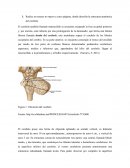 Ubicación del cerebelo