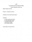 La respiración es un proceso que realizamos aproximadamente hasta 26 000 veces al día.