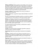 Sistema reproductor femenino.