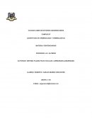 SISTEMA FILADELFICOO CELULAR, AURBUNIANO,AUBURNIANO