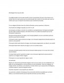 Apuntes - Morfologia.