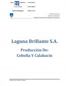Informe Producción De Cebolla Y Calabacín