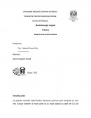 Morfofisiología Vegetal- Introducción