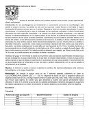 Actividad eléctrica de la corteza cerebral.