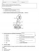 Evaluación Ciencias Naturales. Unidad o tema: La vida de las plantas.