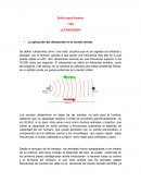 La aplicación del ultrasonido en el mundo animal