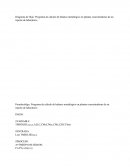 Programa de cálculo de balance metalúrgico en plantas concentradoras de un reporte de laboratorio