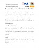 Promoción del crecimiento en vivero de Casuarina Equisetifolia (L) por microorganismos simbiontes.