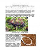 THE SAUCO LIKE A NATURAL MEDICINE.