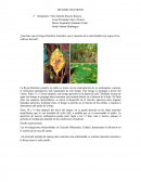 ¿Qué hace que el hongo Hemileia Vastratrix sea el causante de la enfermedad roya negra en los cultivos del café?