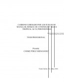 CARBONO LIBERADO POR LOS SUELOS DE MANGLAR, BOSQUE DE CONIFERAS Y SELVA TROPICAL ALTA PERENNIFOLIA.