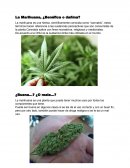 La Marihuana. ¿Benéfica o dañina?