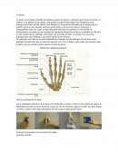 La mano es un órgano formado por distintos grupos de huesos y músculos que forman los dedos, la muñeca y las palmas de las manos