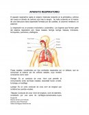 Aparato respiratorio. Mecánica de la respiración
