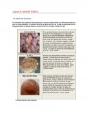 Capítulo III. ANÁLISIS TÉCNICO- Diseño del producto