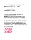 Observación de tejido muscular