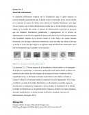 Desarrollo embrionario.