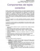 Componentes del tejido conectivo.