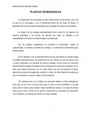 Plantas transgenicas.