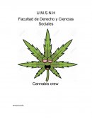 Marihuana “Cannabis Sativa”