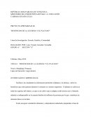 El plátano y la lechosa: Beneficios para la salud y su cultivo