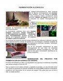 FERMENTACION DEL ALCOHOL