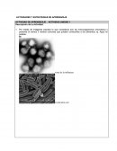 Actividad de aprendizaje: Virus de la influenza